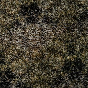 bear fur 2