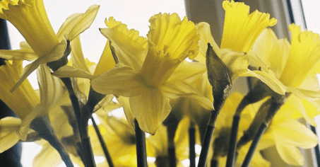daff